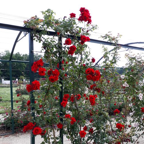 Roșu vișiniu - Trandafir copac cu trunchi înalt - cu flori în buchet - coroană curgătoare
